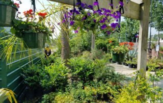 plants trees and shrubs for sale Beaumont Texas