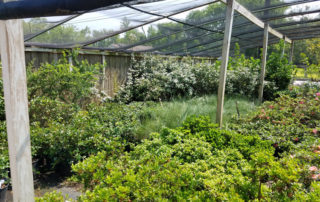 garden ideas for home beaumont, texas